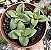 C. SPRINGTIME POTE 9 - Imagem 1