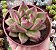 E. AGAVOIDES HONEY PINK  POTE 9 - Imagem 1