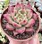 E. AGAVOIDES HONEY PINK POTE 9 - Imagem 1