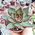 E. AGAVOIDES RED EBONY POTE 9 - Imagem 1