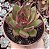 E. AGAVOIDES RED EBONY POTE 9 - Imagem 1