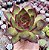 E. AGAVOIDES RED EBONY POTE 9 - Imagem 1