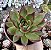 E. AGAVOIDES RED EBONY POTE 9 - Imagem 1