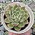 E. ALBICANS WHITENING POTE 9 - Imagem 1