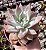 E. COLORATA BRANDTII POTE 9 - Imagem 1