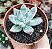 E. COLORATA TAPALPA POTE 9 - Imagem 1