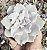 E. CRISPATE BEAUTY POTE 9 - Imagem 1