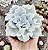 E. CRISPATE BEAUTY POTE 9 - Imagem 1