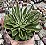 E. LUTEA VERDE POTE 9 - Imagem 1