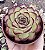 E. MEXICAN POLDENSIS POTE 9 - Imagem 1