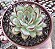 E. MEXICAN POLDENSIS POTE 9 - Imagem 1