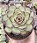 E. MEXICAN POLDENSIS POTE 9 - Imagem 1