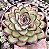 E. MEXICAN POLDENSIS POTE 9 - Imagem 1