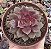 E. MINA RUBRA (KOREAN) POTE 9 - Imagem 1