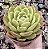 E. NANACAN POTE 9 - Imagem 1