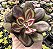 E. NODULOSA PAINTED BEAUTY POTE 7 - Imagem 1