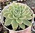 E. PANSY POTE 9 - Imagem 1