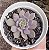 E. PLUTO POTE 9 - Imagem 1