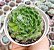E. SETOSA CILIATA POTE 9 - Imagem 1