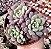 E. SUBCORYMBOSA (COLÔNIA) POTE 9 - Imagem 1