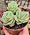 GRAP. LOVELY ROSE POTE 9 - Imagem 1
