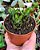 HAWORTHIA COARCTATA POTE 9 - Imagem 1