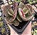 K. HUMILIS POTE 7 - Imagem 1