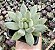 P. GLAUCA POTE 7 - Imagem 1