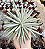 SENECIO SCAPOSUS POTE 9 - Imagem 1