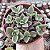 SINOCRASSULA INDICA POTE 9 - Imagem 1