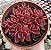 SINOCRASSULA INDICA POTE 9 - Imagem 1
