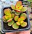 C. MINI JADE POTE 7 - Imagem 1