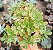 A. DOMESTICUM VAR. POTE 9 - Imagem 1