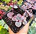 CEROPEGIA WOODII VAR. POTE 7 - Imagem 1