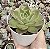 E. LADY´S CHOICE POTE 9 - Imagem 1