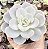 P. ORPET POTE 9 - Imagem 1