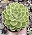 E. LIME´N CHILE POTE 9 - Imagem 1