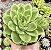 E. LIME´N CHILE POTE 9 - Imagem 1