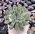 E. ANITA POTE 9 - Imagem 1