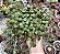 PEPEROMIA RUBY CASCADE CUIA 13 - Imagem 1