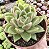 E. AGAVOIDES ESTRELA POTE 9 - Imagem 1