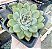 E. PULIDONIS POTE 7 - Imagem 1