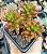 S. RUBROTINCTUM POTE 7 - Imagem 1