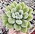 E. SETOSA POTE 7 - Imagem 1