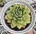 E. DARK GREEN POTE 9 - Imagem 1