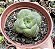 C. HEMISPHAERICA  POTE 9 - Imagem 1