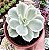 E. LEMON ROSE VAR. POTE 9 - Imagem 1