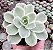 E. LEMON ROSE VAR. POTE 9 - Imagem 1