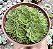 ROSULARIA PLATYPHYLLA POTE 9 - Imagem 1