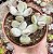 COTYLEDON OOPHYLLA POTE 9 - Imagem 1